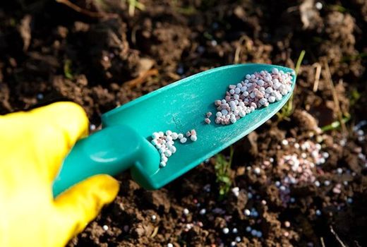 تامین و توزیع بیش از ۲۰ هزار تن کود شیمیایی در استان بوشهر