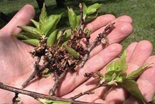 بازدید تیم محقیقین پژوهشکده پسته کشور از باغات خسارت دیده در اثر سرمازدگی در شهرستان شهربابک 