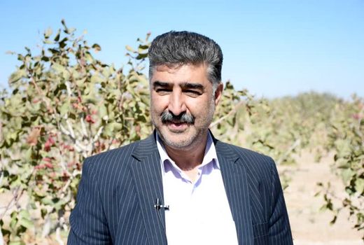 تولید سالانه بیش از یک هزار و 370 تن سنجد در استان