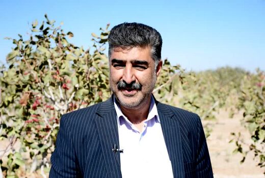 تولید سالانه بیش از یک هزار و 370 تن سنجد در استان