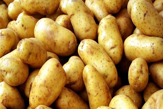 انبارهای فریدن مملو از سیب زمینی است اما دپو نداریم