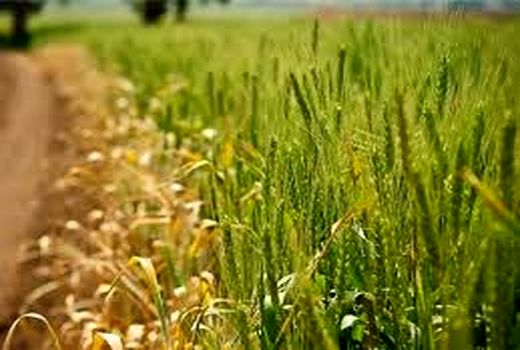   کانون ها و سایت‌های الگویی خرمشهر گامی برای بهره‌وری بیشتر