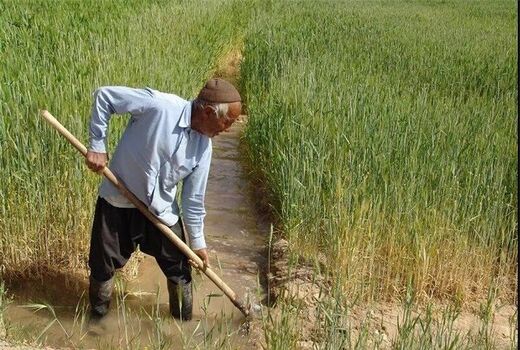 توصیه کارشناسان کشاورزی فردوس درخصوص جلوگیری ازخسارت آفات