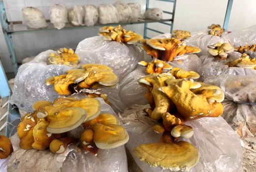 برداشت 50 کیلوگرم قارچ گانودرما درسیستان وبلوچستان برای اولین‌بار