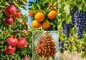تولید محصولات باغی کشور در سال ۱۴۰۴ به بیش از ۱۱.۵ میلیون تن رسید