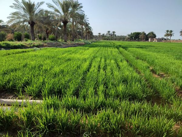 بررسی تاثیر آبیاری قطره‌ای بر شلتوک در کارون