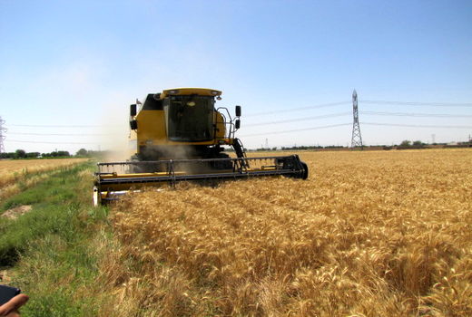 پیش‌بینی برداشت 1680تن گندم از مزارع شهرستان دماوند