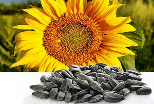 افزایش 40درصدی کشت آفتابگردان آجیلی در اردستان 