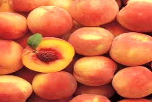 برداشت 450 تن هلو از باغات شهرستان راور در سال جاری