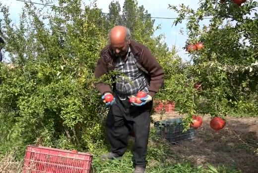 انار نادری از رقم های برتر در کشور