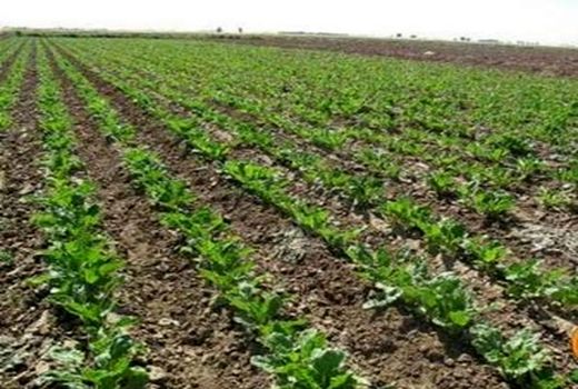 چرا توسعه کشت چغندرقند پاییزه اهمیت دارد