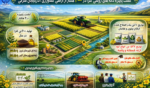 کشت دانه های روغنی کلزا در 3000 هکتار از اراضی کشاورزی آذربایجان شرقی