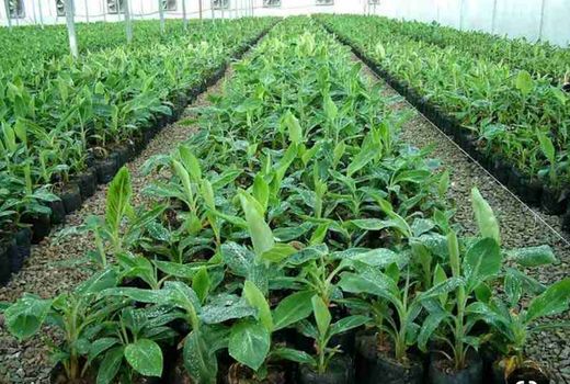  تجهیز و احیای نهالستان‌ها در کل کشور