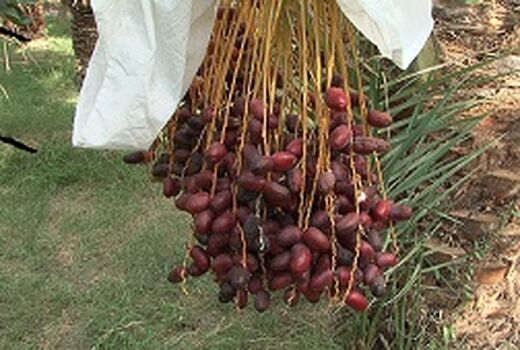 عرضه مستقیم خرمای فهرج در نمایشگاه دائمی تک محصولی خرما