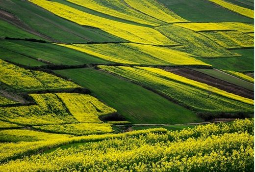  رفع تداخل اراضی کشاورزی چهارمحال و بختیاری تا پایان سال جاری 