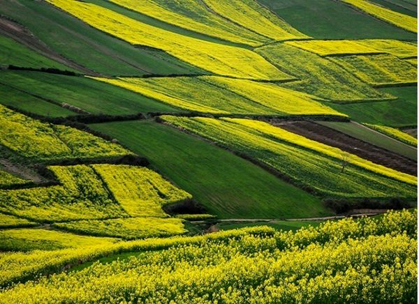  رفع تداخل اراضی کشاورزی چهارمحال و بختیاری تا پایان سال جاری 