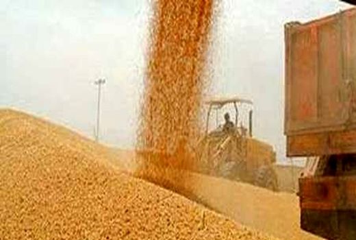 پیش‌بینی خرید تضمینی بیش از یک میلیون تن گندم در کردستان