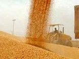 پیش‌بینی خرید تضمینی بیش از یک میلیون تن گندم در کردستان