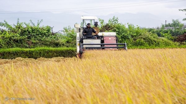 تولید بیش از یک میلیون تن گندم در کردستان
