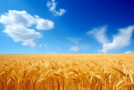 کاهش تنش شوری با استفاده از منابع کودی