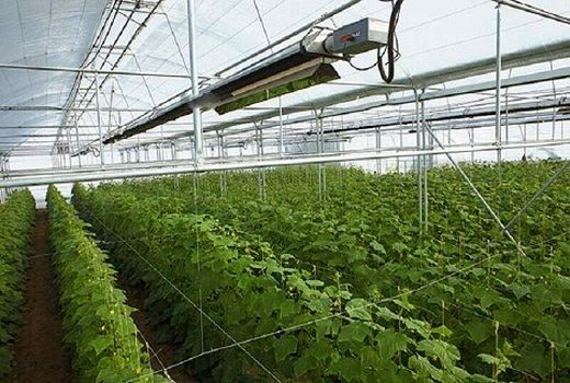 توسعه کشت گلخانه‌ای در راستای مصرف بهینه آب