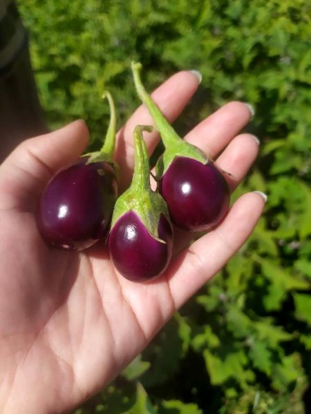 بادمجان های قیروکارزین مهمان سفره اماراتی های می شود