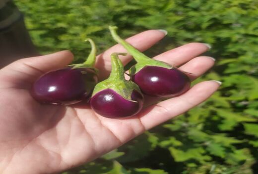 بادمجان های قیروکارزین مهمان سفره اماراتی های می شود
