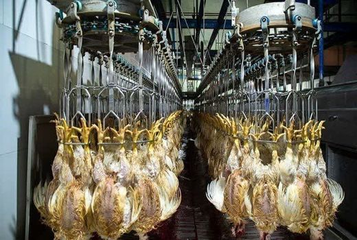 تولید 49 هزار تن انواع محصولات دامی در شیراز 