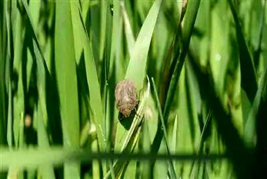 آغاز مبارزه با آفت سن غلات در سطح مزارع شهرستان تهران