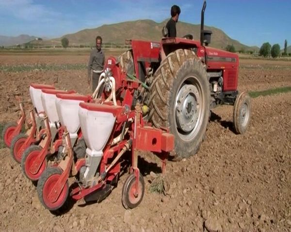 آغاز کشت سورگوم علوفه‌ای در البرز