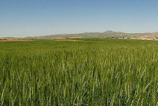 بررسی عملکرد طرح جهش تولید در دیمزارهای قزوین 
