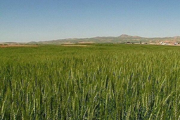 بررسی عملکرد طرح جهش تولید در دیمزارهای قزوین