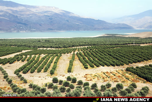 گالری عکس:زیتون‌کاری 