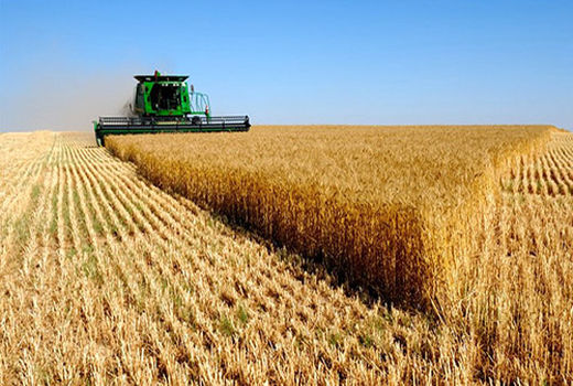 پرداخت ۱۰۰ درصد مطالبات کشاورزان گندمکار اصفهانی