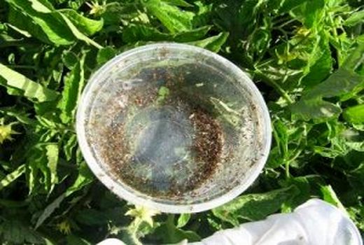 رهاسازی 3 میلیون و 320 هزار  زنبور براکون در مزارع مرودشت