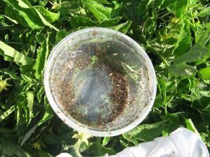 رهاسازی 3 میلیون و 320 هزار  زنبور براکون در مزارع مرودشت
