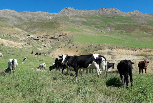 ۳۰ هزار هکتار از مراتع استان قزوین امسال ممیزی می‌شوند