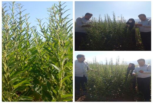 کاشت کنجد در سطح ۳۰ هکتار از اراضی شهرستان جلفا