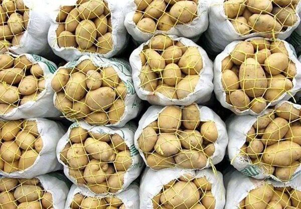 بازار سیب‌زمینی در مسیر آرامش؛ ورود محصول بهاره پس از التهابی چندماهه
