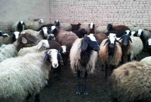 توزیع خوراک دام، ساماندهی و هویت گذاری دام های شهرستان شهربابک ادامه دارد