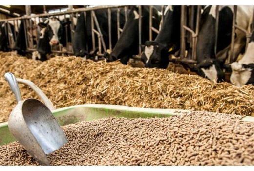 120 تن جو به دامداران محمودآبادی توزیع شد