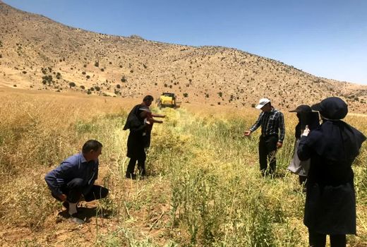 اجرای عملیات کیل گیری کلزا در شهرستان کیار