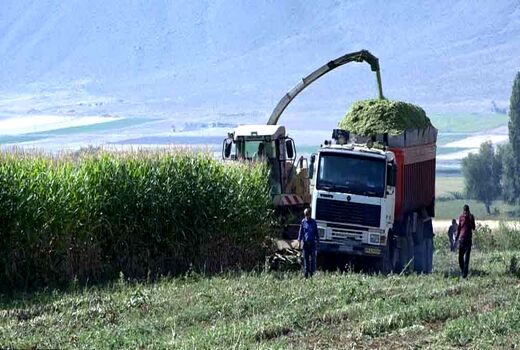 آغاز برداشت ذرت علوفه ای از مزارع فریدن