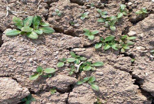 مسیر جدید خودکفایی در تولید روغن با گیاه کاملینا 