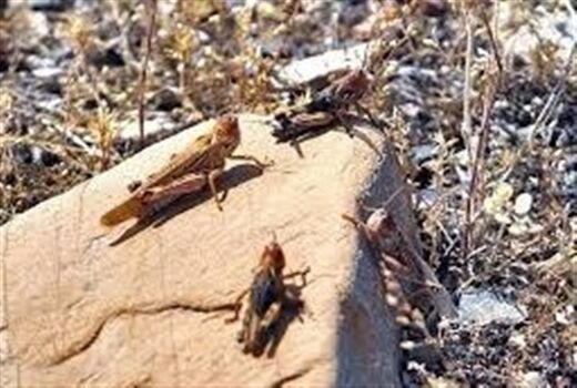 آغاز مبارزه با ملخ در ۱۰۰۰ هکتار از اراضی کشاورزی شهرستان ری