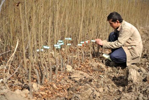 پروانه‌ صنفی مجوز تولید نهال نیست