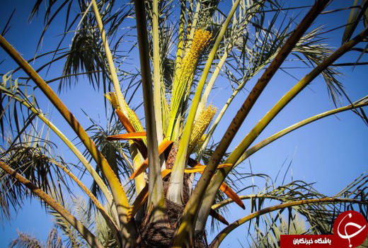 گرده افشانی در ۹۰ درصد نخلستان‎های بوشهر انجام شد 