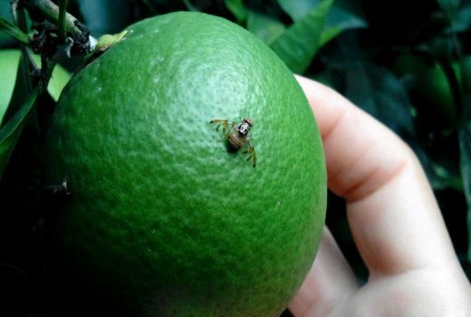 برگزاری مانور مبارزه با آفت مگس میوه مدیترانه ای در بخش چترود شهرستان کرمان