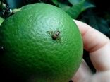 برگزاری مانور مبارزه با آفت مگس میوه مدیترانه ای در بخش چترود شهرستان کرمان