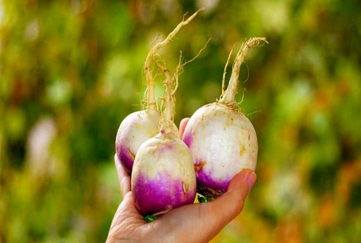 پیش‌بینی تولید دو هزار و 500 تن شلغم در بیضا